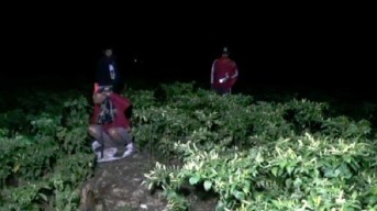 Harga Cabai Mahal, Petani Tuban Giliran Jaga Ladang hingga Malam Hari Antisipasi Pencurian
