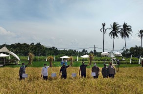 Mentan SYL Panen Padi Di Lahan Demplot Petrokimia Gresik