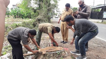 Ada Penolakan, Rencana Penebangan Masal Pohon Sonokeling Diurungkan