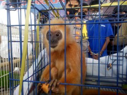 Jual Beli Satwa Liar Melalui Medsos, Warga Bangil Diamankan Polisi