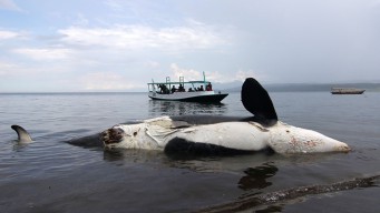 Paus Orca Mati Terdampar di Pantai Bangsring Banyuwangi