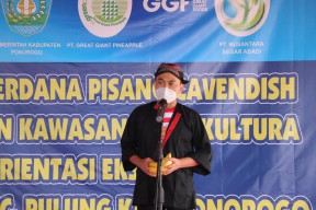 Sesmenko Perekonomian Tanam Pisang Cavendish Perdana di Ponorogo