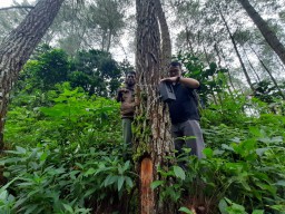 Pernah Dilapori Kemunculan Harimau di Tulungagung, BKSDA Sebar Kamera Pengintai