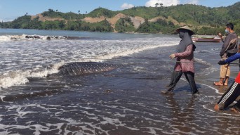 Terdampar di Pantai Bayem, Hiu Paus Akhirnya Mati
