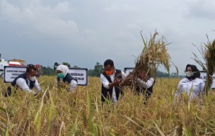 Keren, Produktifitas Beras Bumi Reog Tertinggi Se-Jatim