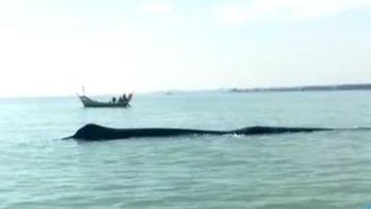 Paus 15 Meter Terdampar di Tuban, Ditarik Lagi ke Lautan oleh Nelayan