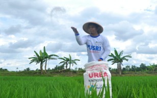 Dilema Petani, Pupuk Subsidi Terbatas, Non Subsidi Harganya Gak Masuk Akal