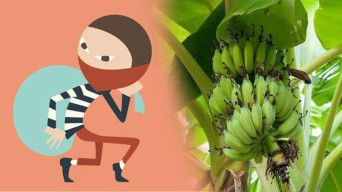 Butuh Makan, Dua ABG Pasuruan Curi Pisang di Pekarangan Warga, Ditangkap Lalu Didamaikan