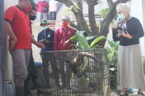 Satu MusangTertangkap, Tiga Masih Buron, Tim Segera Menangkapnya