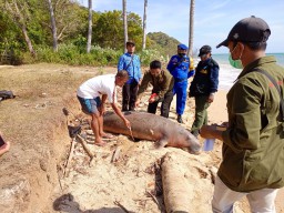 Dugong Mati Terdampar di Bibir Pantai Bawean, Ada Dua Lubang Bekas Tembakan