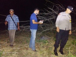 Potong Pohon di Wilayah Perhutani, Seorang Pekerja di Tulungagung Tewas Tertimpa Pohon Jati