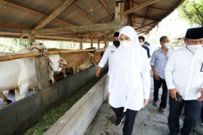 Pemprov Jatim Tunjuk Banyuwangi Pilot Project Pengembangan Sapi Belgian Blue
