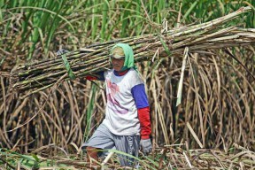PG Rejoagung Targetkan Produksi Gula Kristal Putih 50 Ribu Ton