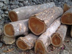 Hanya Ambil Kayu Dua Meter, Buruh Tani Situbondo Dipolisikan