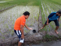 Disambar Petir, Petani Mojokerto Meninggal Dunia di Sawahnya