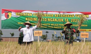 Panen Padi Demplot, Petani Nganjuk Banyak Pakai Pupuk Organik