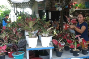 Penikmat Bunga di Sidoarjo Rela Gelontorkan Puluhan Juta untuk Miliki Sri Rejeki