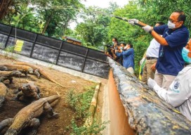 Pelindo III Jadi Orang Tua Asuh Komodo KBS Surabaya