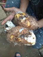 Ini Sebab Umbi Gadung Mematikan, Jika Tak Diproses Dengan Benar