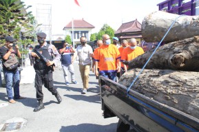 Polres Ponorogo Bekuk 5 Tersangka Pencuri Kayu Sono Keling