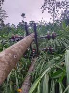 Tiang Listrik Roboh Akibat Hujan Deras, 2.500 Pelanggan PLN Tulungagung Mati Lampu