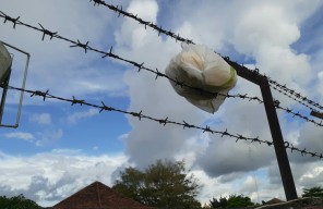 Nyangkut di Kawat Berduri, Pelemparan Ganja 1,2 KG Gagal Masuk Lapas Porong
