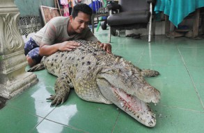 Ingin Hadiah Rp 500 Ribu, Yuk Ikuti Lomba Tangkap Buaya Hidup-hidup di Mojokerto