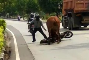 Geger Geden, Sapi Limosin Mengamuk di Jalur Pantura Tuban