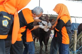 Persiapan Hari Raya Idul Adha, Pemkab Gresik Qurban 75 Kambing dan 25 Sapi
