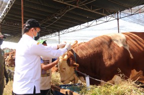 Pemeriksaan Hewan-hewan Kurban di Surabaya, Tim DKPP Pastikan Semua Sehat dan Layak Disembelih