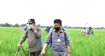 Manfaatkan Urine Sapi dan Rempah Untuk Pestisida Non Kimia