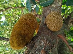 Pohon Nangka Berbuah Mirip Durian Viral di Ponorogo