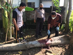 Tebas Ranting Kena Tangan, Nyawa Kakek Panut Melayang
