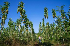 Lahan Pasca Tambang SIG di Pabrik Tuban Kembali Jadi Hutan, Kesuburan Tanahnya Pun Meningkat