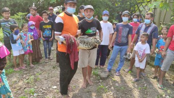 Buaya Lagi Berjemur Disergap Warga Lamongan