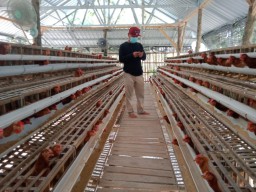 Bojonegoro Mulai Kembangkan Kawasan Peternakan Ayam Ras Petelur