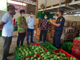 Komoditas Mangga Sidayu Tembus Pasar Ekspor