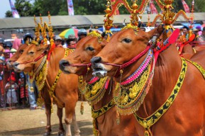 Timbulkan Kerumunan, Polisi Bubarkan Kontes Sapi di Sumenep