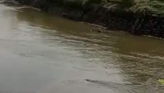 Bajul Sungai Sadar Mojokerto Nongol Lagi, Warga Penasaran Ingin Lihat