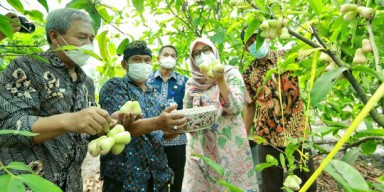 Program Jagoan Tani Diminati Ribuan Anak Muda Banyuwangi