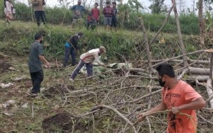 Tebang  Pohon, Pohonnya Rubuh Tindih Tubuh, Akhirnya Mati