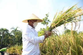 DKPP Surabaya Manfaatkan Lahan BTKD untuk Perkuat Ketahanan Pangan