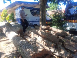 Soal Dugaan Pembalakan Liar Kayu di Jalan Bangil-Pandaan, Polisi Periksa Tiga Saksi