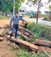 Bos Kavling Diduga Terlibat Pemotongan Kayu Sonokeling Ilegal
