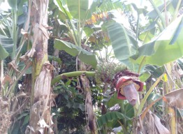 Unik, Di Tuban Ada Pohon Pisang yang Berbuah dari Samping