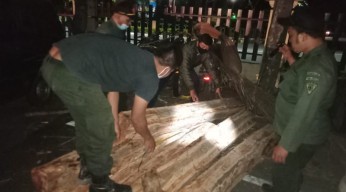 Dari Empat Pelaku Penebangan Liar, Hanya Satu yang Berhasil Diamankan Polhutmob Perhutani Nganjuk