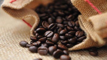 PTPN XII Targetkan Panen Kopi 3.601 Ton
