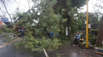 Hati-hati! 40% Pohon di Tulungagung Kondisinya Rawan Tumbang
