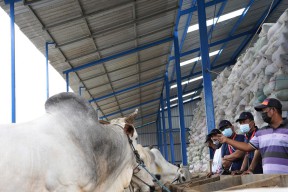 Tingkatkan Produktivitas Hewan Peliharaan, SIG Gelar Pelatihan untuk UMKM Sektor Peternakan