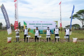 Program Makmur Petrokimia Gresik Berhasil Tingkatkan Produktivitas Benih Kangkung di Gresik Hingga 12 Persen